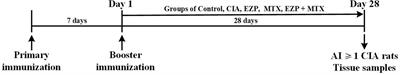 Synergistic Effects of Erzhi Pill Combined With Methotrexate on Osteoblasts Mediated via the Wnt1/LRP5/β-Catenin Signaling Pathway in Collagen-Induced Arthritis Rats